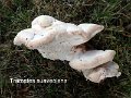 Trametes suaveolens-amf1823